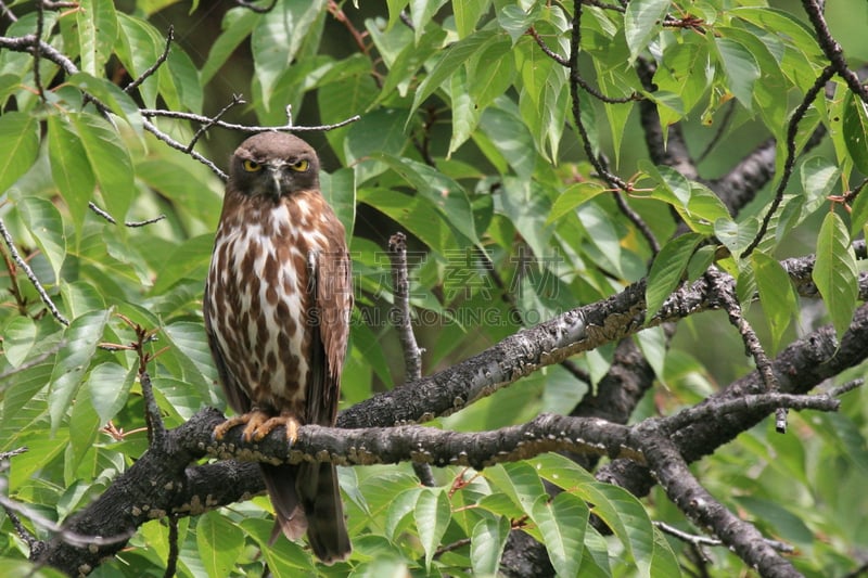 hawk owl,褐色,水平画幅,无人,猫头鹰,鸟类,野外动物,摄影