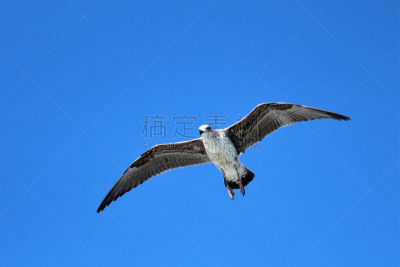 岬海燕,海角鸽子,管鼻藿,海燕,水平画幅,无人,鸟类,户外,自然美,海岸线