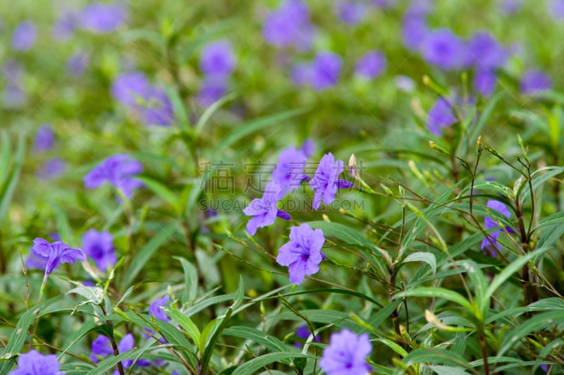 花头,紫色,早晨,沙漠矮牵牛,爵床科,麻疹,bear's breeches,矮牵牛花,紫色背景,豆荚