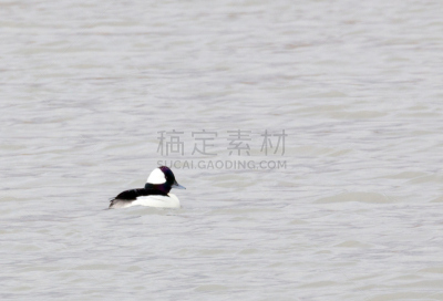 雄性动物,水,水平画幅,鸟类,野外动物,户外,湖,水禽,喙,雌性动物