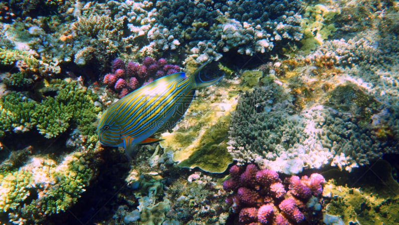 striped surgeonfish,珊瑚,水平画幅,无人,蓝色,吉利特拉王岸,东南亚,黄色,吉利岛,动物