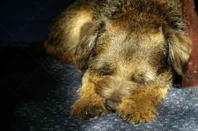 博德猎狐犬,苏格兰边界,自然,留白,水平画幅,受过训练的狗,梗犬,小睡,爪子,黑色