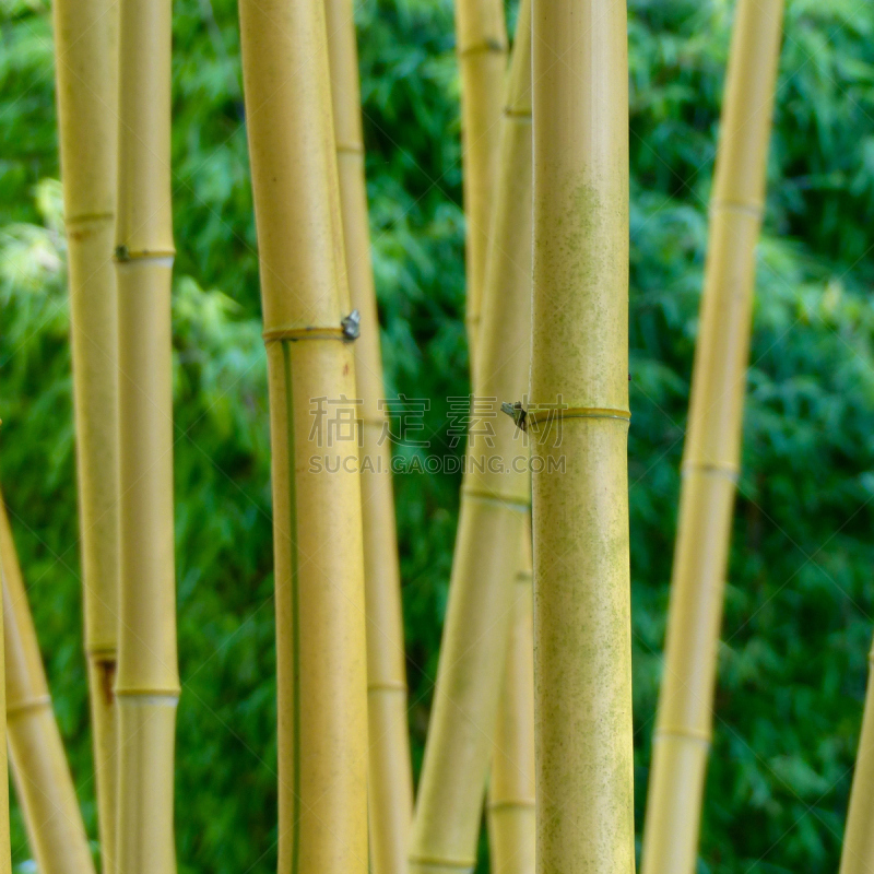 竹子,森林,巴厘岛,无人,户外,方形画幅,竹子叶,植物,黄色,日光