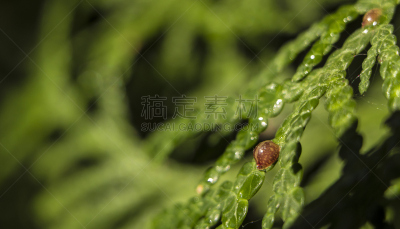 特写,昆虫,平衡折角灯,害虫,叶子,橡子拔克西木属,橡树啄木鸟,象鼻虫,加莱克斯草,橡果南瓜