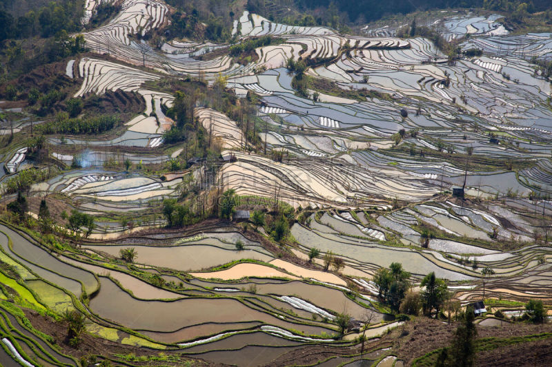 梯田,稻,田地,在上面,龙胜,龙脊梯田,云南省,桂林,水平画幅,巴厘岛