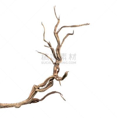 干的,枝,自然,垂直画幅,气候,艺术,无人,特写,植物,叶子