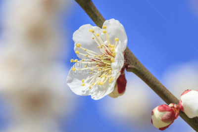 白色,早晨,梅花,偕乐园,图像,日光,嫩枝,著名景点,茨城县,水户