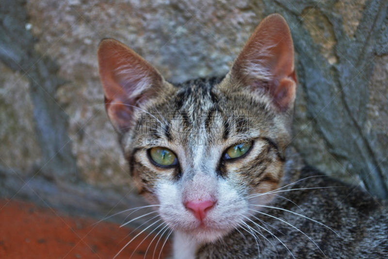 黑足猫,朝鲜猫,长毛猫,四处看看,杂种猫,纳布勒斯,边框,水平画幅,无人,动物身体部位