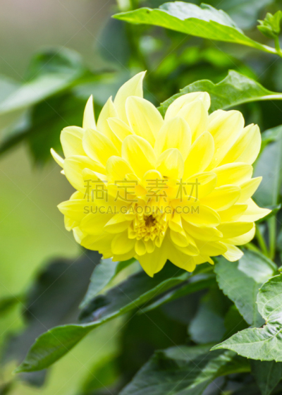 仅一朵花,大丽花属,黄色,二年生植物,三色堇,织机,三色紫罗兰,垂直画幅,无人,夏天