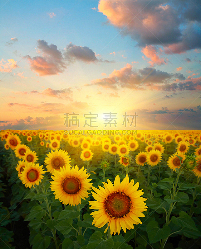 向日葵,开花时间间隔,垂直画幅,天空,枝繁叶茂,夏天,明亮,农作物,光,地平面