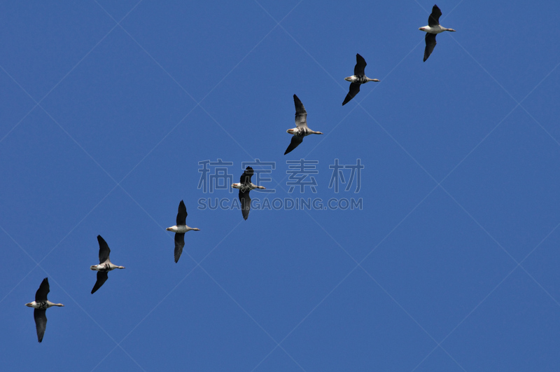 羊群,外立面,白色,白额雁,自然,天空,野生动物,水平画幅,秋天,蓝色