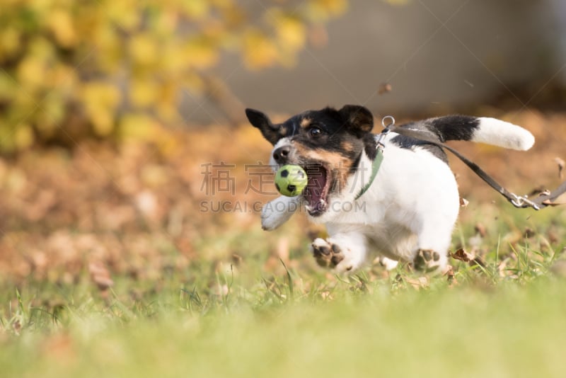 Dog catches flying ball - Jack Russell Terrier