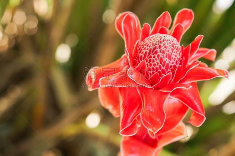 torch ginger,红色,姜科,热带的花,美,水平画幅,无人,巨大的,生物学,生姜