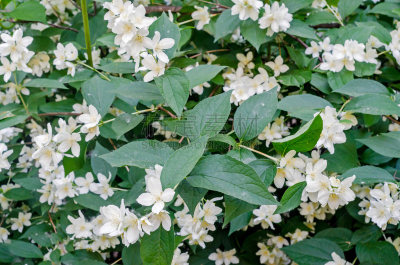 茉莉,接力赛,西班牙,木樨科,菲律宾,自然,美,自然现象,水平画幅,罗马尼亚