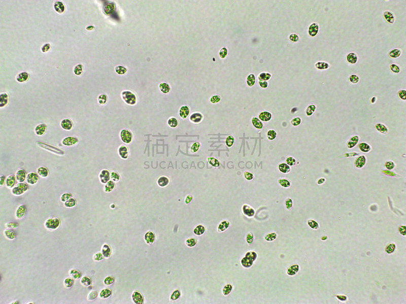 绿色,放大效果,在下面,生物学,生物燃料,显微镜,退化单眼,淡水,海洋生命,环境