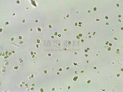 绿色,放大效果,在下面,生物学,生物燃料,显微镜,退化单眼,淡水,海洋生命,环境