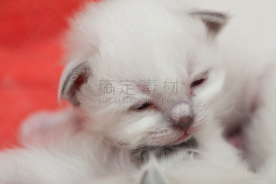 小猫,灵性,幼小动物,缅甸猫,猫科动物,白色,猫,人的眼睛,小的,可爱的