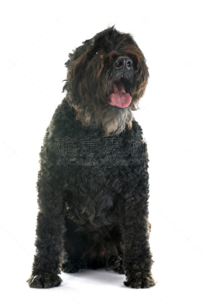 法兰德斯畜牧犬,垂直画幅,灰色,法兰德斯,巨大的,白色背景,背景分离,影棚拍摄,宠物,比利时