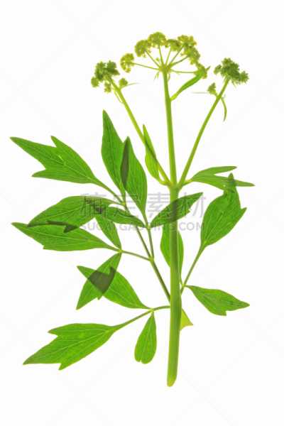 垂直画幅,留白,芳香的,绿色,无人,拉维纪草植物,香料,背景分离,草本,花