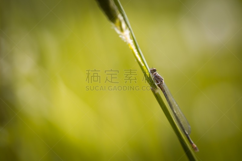 布兰,天青豆娘,褐色,水平画幅,无人,英格兰,夏天,湖,特写,豆娘