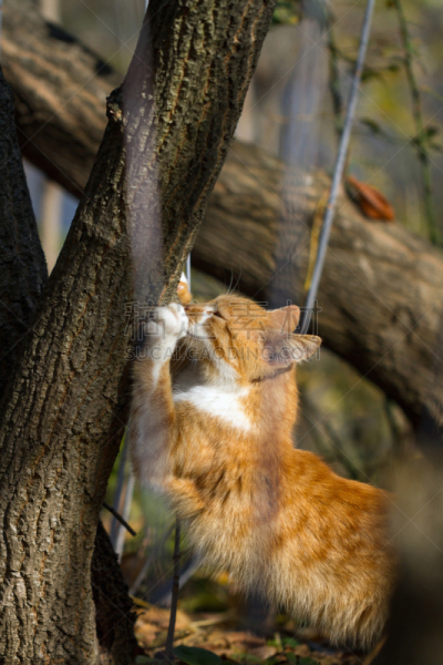 小猫,红色,达林顿,猫的叫声,爪,胸部,垂直画幅,美,留白,进行中