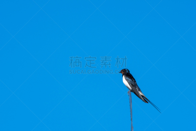 鸟类,夏天,家燕,自然美,天空,水平画幅,芜菁,芸苔,燕子,无人