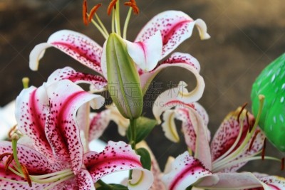 Stargazer Lily