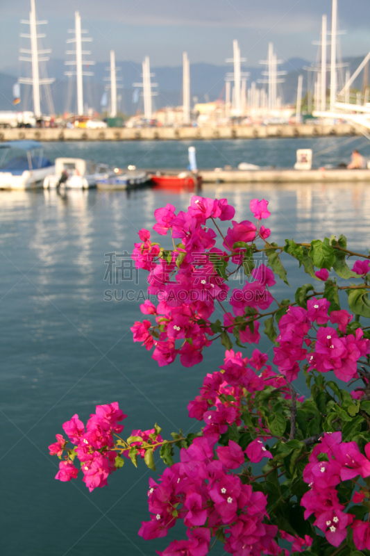 斐提耶,土耳其,海湾,背景,三角梅,安塔利亚省,马尔马里斯,俄鲁丹尼斯,蔚蓝海岸地区,垂直画幅