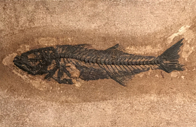 化石,鱼类,野生动物,美国,水平画幅,无人,石灰石,海洋生命,鲈鱼,远古的