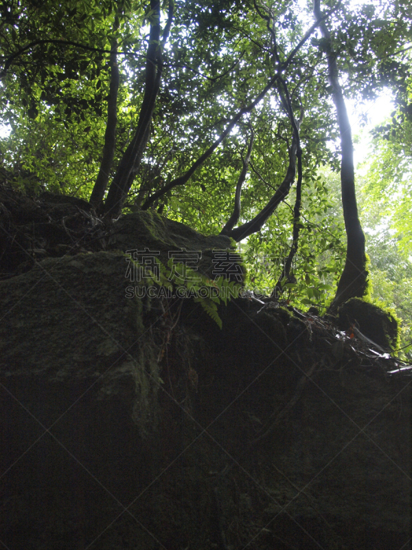 屋久岛,鹿儿岛县,日本,森林,自然,垂直画幅,公主,苔藓,旅行者,绳文杉