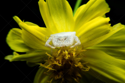 蟹蛛,蜘蛛,自然,水平画幅,无人,蜘蛛纲,特写,泰国,摄影