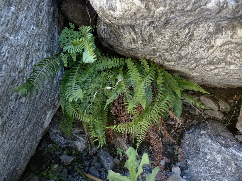 Ferns grow between rocks at the nature reserve Reserva Florofaunistica de Rincón del Este, in Merlo, San Luis, Argentina