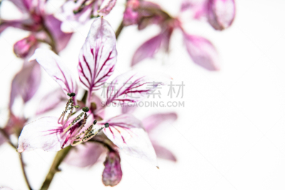 白藓皮,自然,水平画幅,无人,白藓属,野生植物,特写,野花,草本,白色