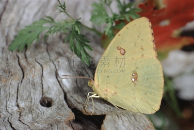 clouded yellow butterfly,鹭管鱼,自然,野生动物,美国,水平画幅,无人,云硫蝴蝶,户外,植物表皮