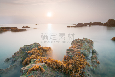 海草,海滩,自然美,早晨,水,水平画幅,无人,夏天,户外,马来西亚
