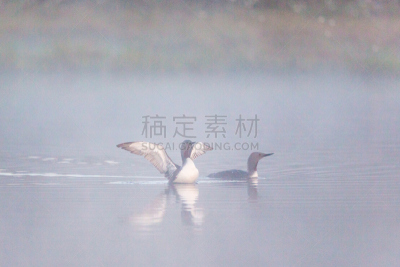 红喉潜鸟,潜鸟,整羽,动物交配,水,水平画幅,鸟类,两只动物,早晨,动物习性