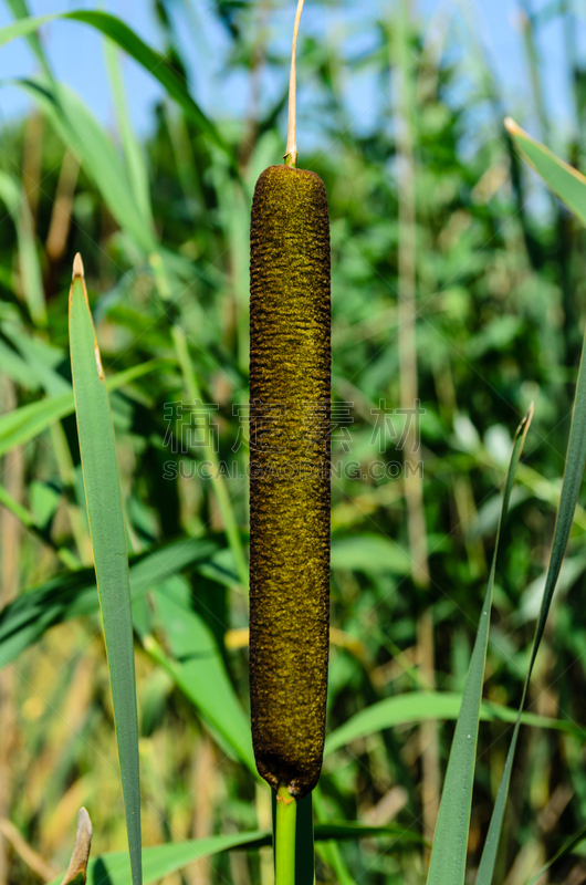 芦苇,特写,植物,垂直画幅,水,天空,风,夏天,沼泽,光