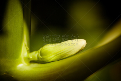 雌花,木瓜,紫红色木瓜,木瓜树,水平画幅,绿色,水果,无人,花蕾,植物