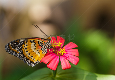 lacewing,美洲豹,蝴蝶,雄性动物,草蜻蛉蝶,动物腹部,茧,水平画幅,动物身体部位,野外动物