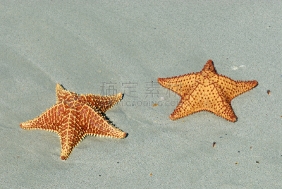 星形,黄金,垫子海星,水平画幅,沙子,无人,两只动物,野外动物,户外,特写