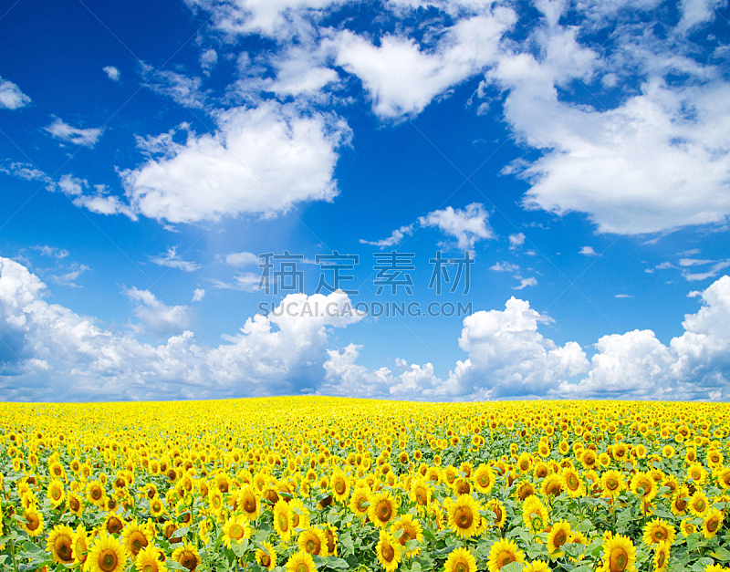田地,向日葵,自然,天空,草地,水平画幅,无人,蓝色,户外,仅一朵花