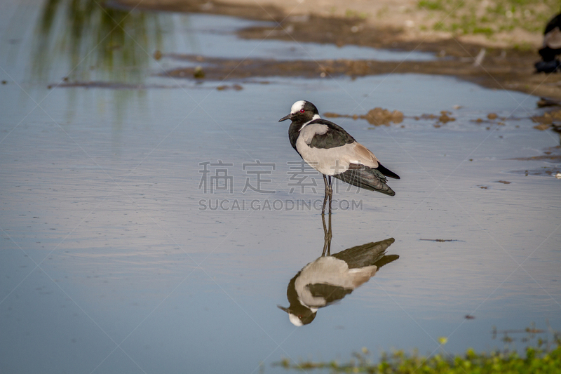 铁匠,麦鸡亚科,水,水平画幅,鸟类,户外,翎毛,鸻,自然,原野