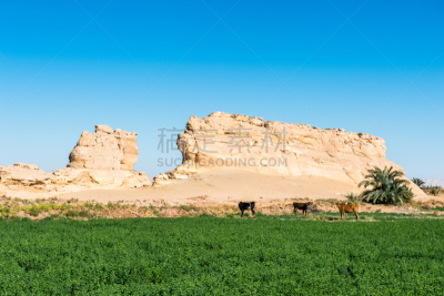 达禾赖绿洲,埃及,自然,水平画幅,沙子,非洲,户外,干的,中东人,湖