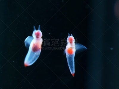 仙女,冰海精灵,旅行者,室内,水下,多色的,粉色,蓝色,国内著名景点,旅游目的地