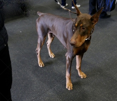 狗,智慧,杜宾犬,遛狗师,纯种犬,受过训练的狗,搜救犬,警犬,动物,两只动物