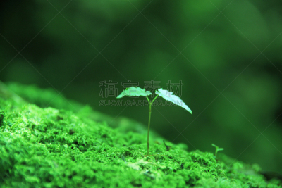 苔藓,自然,九州,水平画幅,绿色,地形,无人,日本,屋久岛,材料