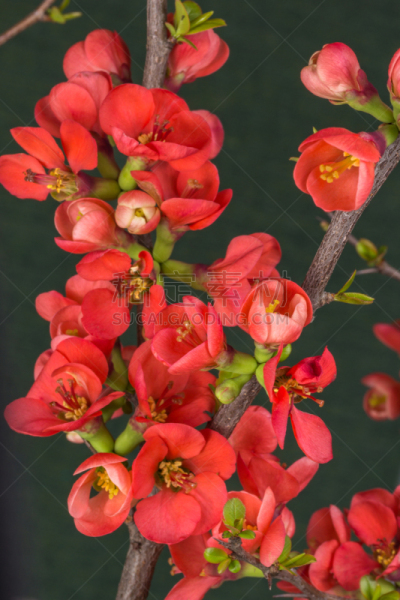 皱皮木瓜,花朵,枝,垂直画幅,雄蕊,荆棘,夏天,特写,红色,花蕾