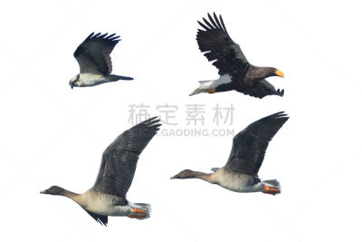 鹅肉,老鹰,白色,自然,野生动物,鱼鹰,水平画幅,雁属,丘陵鹅,鸟类