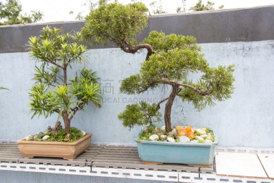 园林,罗汉松,枝繁叶茂,苔藓,泥土,室内植物,锅,白色,热带气候,植物学
