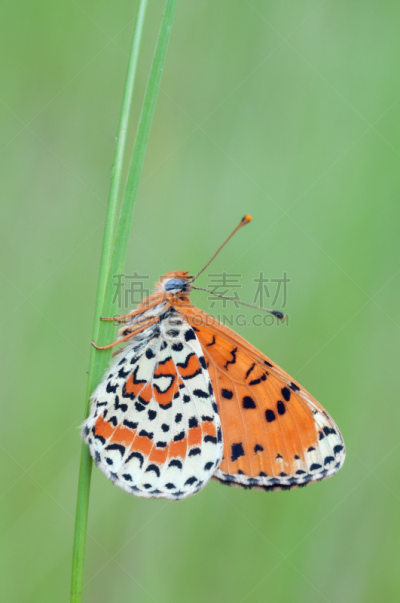 狄迪玛,垂直画幅,蝴蝶,动物身体部位,夏天,生物学,图像,蛾,条纹,大特写